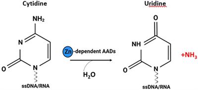 Secreted novel AID/APOBEC-like deaminase 1 (SNAD1) – a new important player in fish immunology